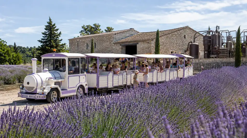 Familles parcourant les champs de lavande en petit train devant le domaine et les alambics de la Maison de la Lavande à Saint-Remèze.